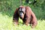 ORANGUTANS and other WILDLIFE OF SABAH  By Peter Burkill