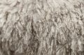 IS THERE A NEW WORLD FOR WOOL?  By Bridget Cole